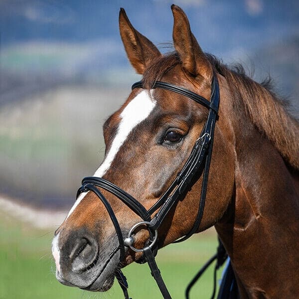 Amerigo Vespucci Raised Padded Flash Bridle with Reins Black/Brown Cob/Full