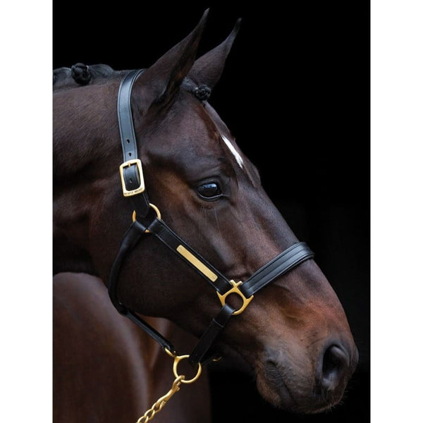 Horseware Amigo Luxury Leather Padded Headcollar Black/Brown Pony/Cob/Full/XFull