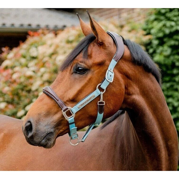 Horseware Signature Competition Headcollar Padded Adjustable Luxury Head Collar