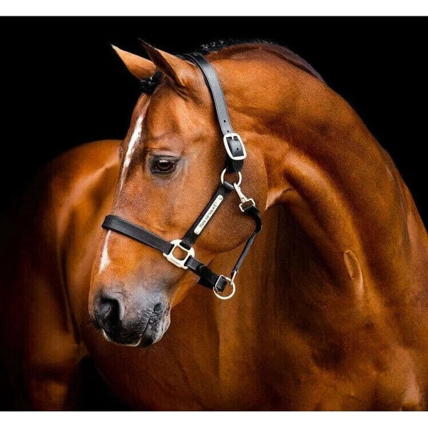 Horseware Signature Leather Headcollar Padded Adjustable Luxury Head Collar