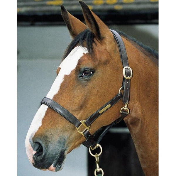 JHL Leather Headcollar With Brass Fittings Name Plate and Throat Clip Brown/Black